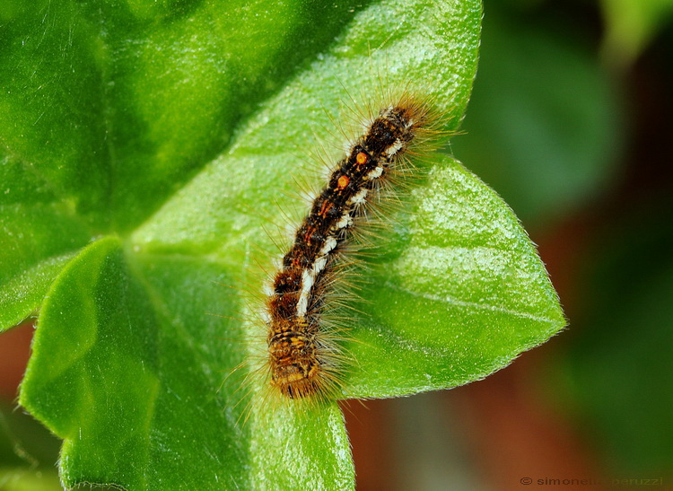 Bruco di Euproctis chrysorrhoea